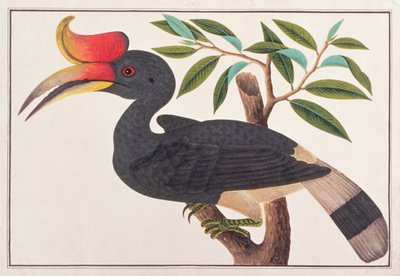 Nashornvogel, aus Zeichnungen von Vögeln aus Malakka, ca. 1805-18 von Chinese School